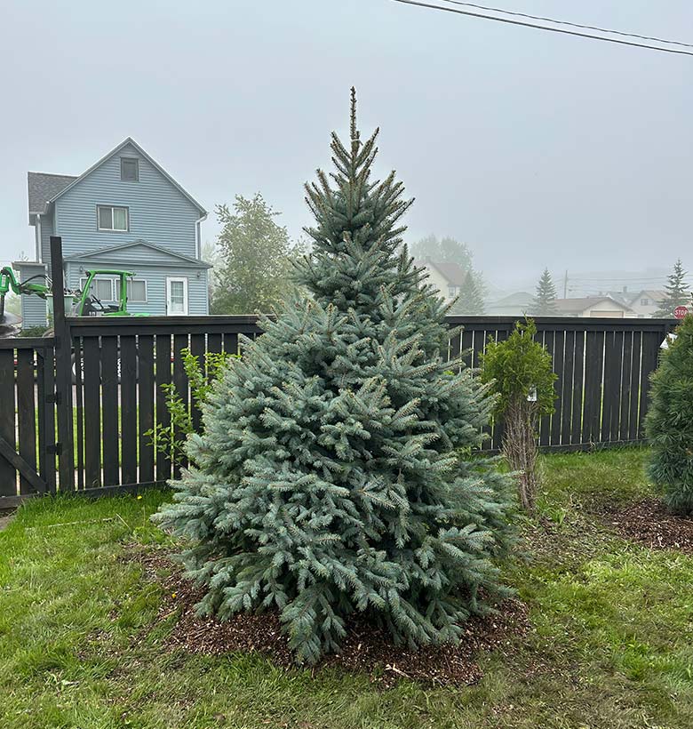 Blue spruce tree